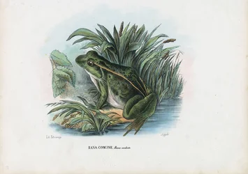 Grenouille comestible, 1863-79